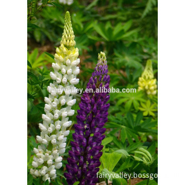 2016 Lupinus albus seeds flower seeds for growing